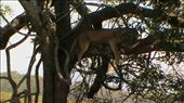 I guess it isn't just leopards that like to 'hang out' in trees: by marciechiwi, Views[253]
