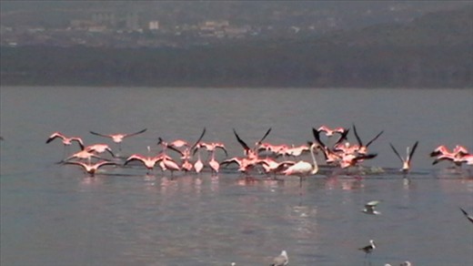 Flamingos in flight