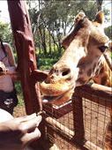 Well hello! Yes, I do have some food for you.: by marciechiwi, Views[402]