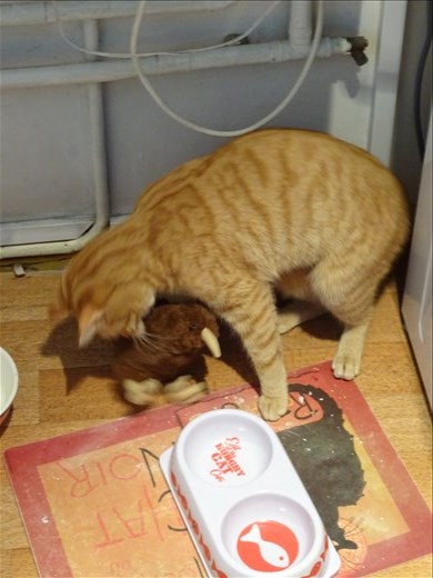 Kapai getting to know the locals, well Persey anyway