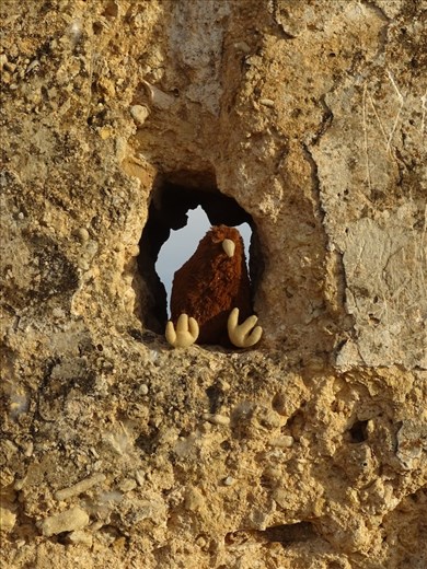 Kapai enjoys the view of Fez