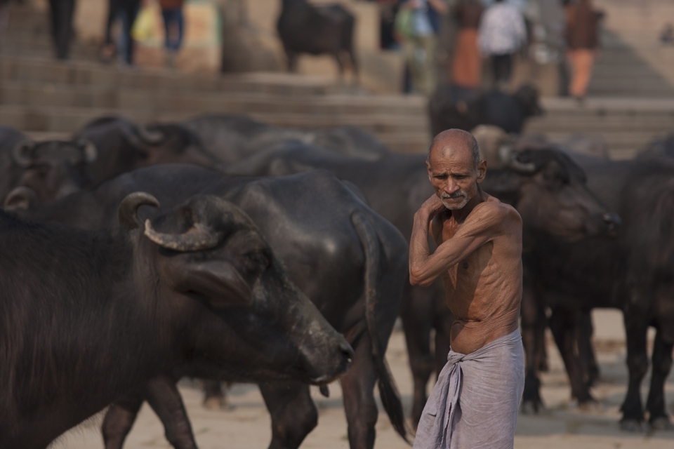 Shepherd controlling buffalos close to babughats on the river Hooghly. 