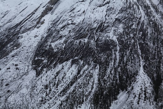 Grizzly Bear on Mountainside
