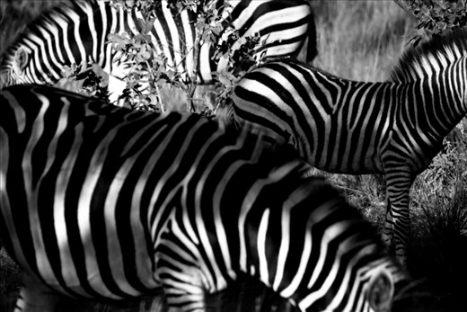 Nature's barcodes, a herd of zebra we came across in our gamedrive.