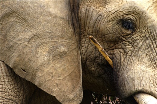 A lone bull, my first encounter with an elephant. I could almost read his emotions in his eyes.