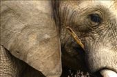 A lone bull, my first encounter with an elephant. I could almost read his emotions in his eyes.: by marcuzzi, Views[316]