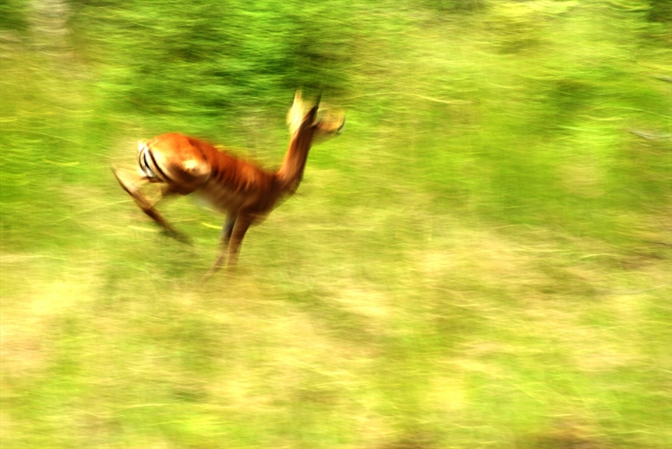 Fast and silent, free and colourfull.
Painting-like picture of her jump.
