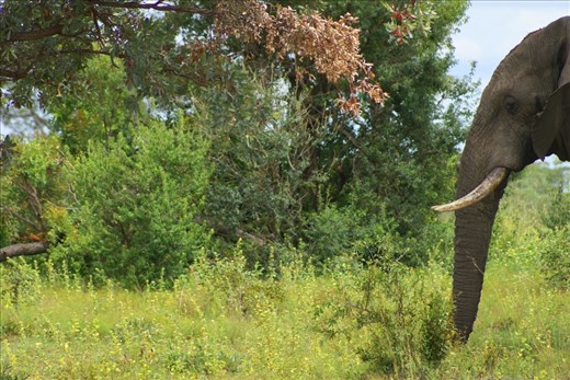 Second bull, grumpy but to tired to charge.