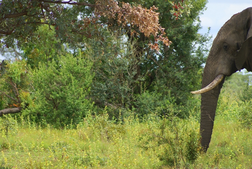 Second bull, grumpy but to tired to charge.