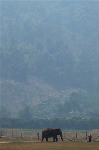 An elephant, a symbol of Thai culture, stands in a haze of smoke caused by the slash and burn farming that threatens its natural habitat