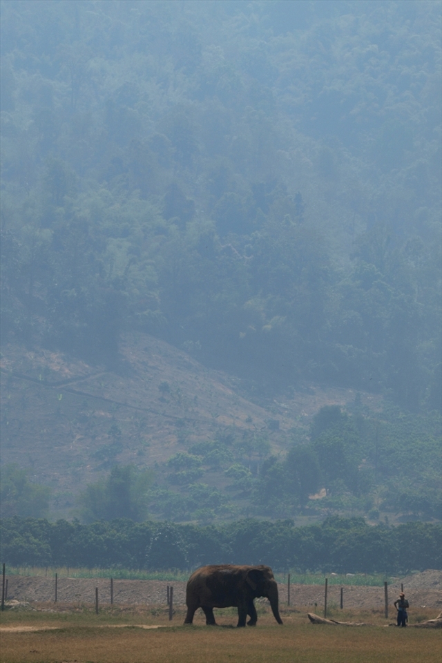 An elephant, a symbol of Thai culture, stands in a haze of smoke caused by the slash and burn farming that threatens its natural habitat