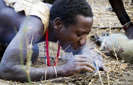  A hunter's breathe on glowing coals to entice their flame.