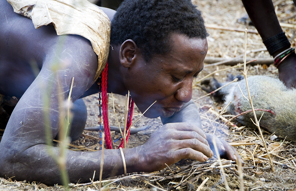  A hunter's breathe on glowing coals to entice their flame.