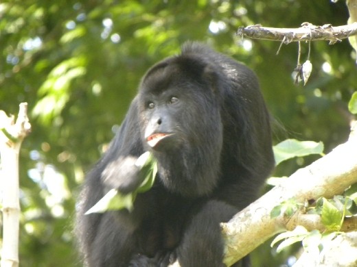 Howler monkey - right before the border to Guatemala.