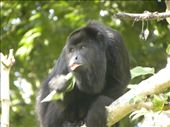 Howler monkey - right before the border to Guatemala.: by margitpirsch, Views[361]