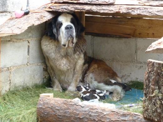 Berna and her puppies behind the cycling shop.