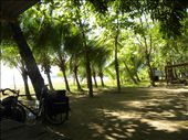 Sweet shade, perfect temperature at Pochote Beach: by margitpirsch, Views[1307]