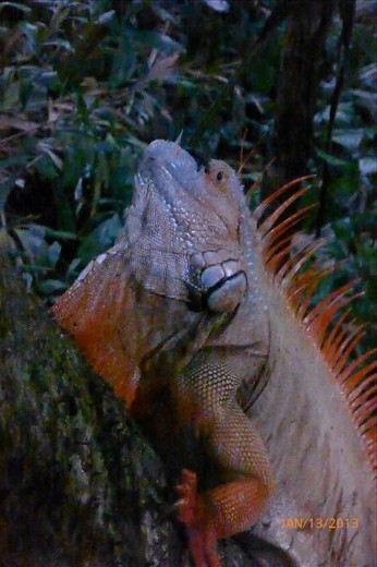 Male Iguana on our way to dinner. (Caribbean Coast, Cahuita, Costa Rica)