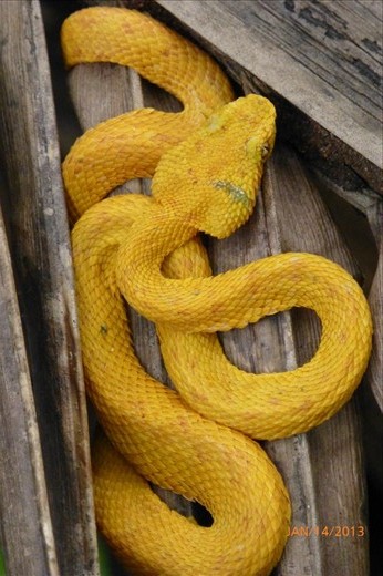 Most poisonous snake in Costa Rica. Found in the jungle of Cahuita.