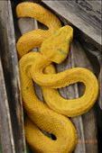Most poisonous snake in Costa Rica. Found in the jungle of Cahuita.: by margitpirsch, Views[2954]