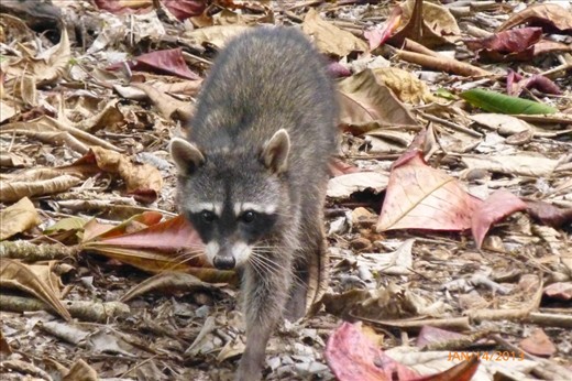 Racoons in the jungle of Cahuita
