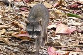 Racoons in the jungle of Cahuita: by margitpirsch, Views[780]