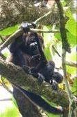 Howler Momma and her baby in the jungle of Cahuita.: by margitpirsch, Views[439]