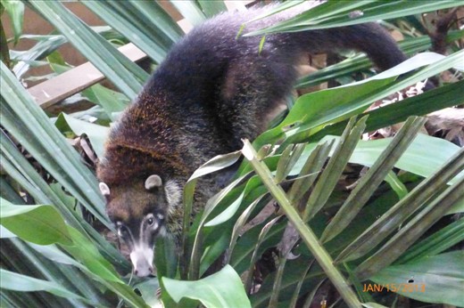 Coatis in the Wildlife rescue center of Cahuita