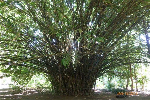 beautiful bamboo in the wildlife rescue center of Cahuita.