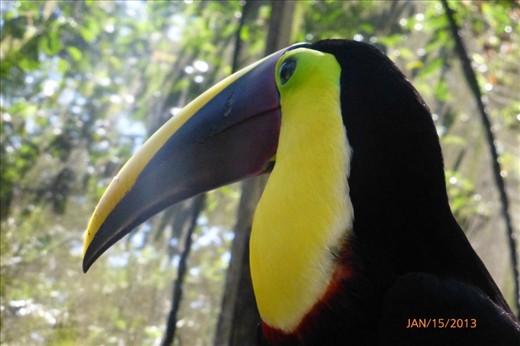 Toucan at the wildlife rescue center. 