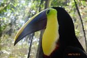 Toucan at the wildlife rescue center. : by margitpirsch, Views[861]