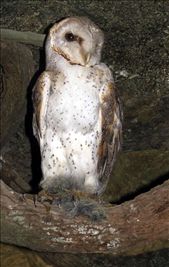 Cave dweller.: by margitpirsch, Views[1633]