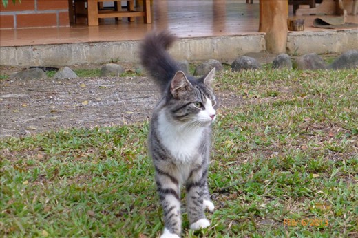 ...another helper on Roman's property.