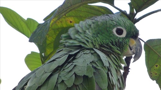 poor parrot didn't look too healthy on the side of the road.