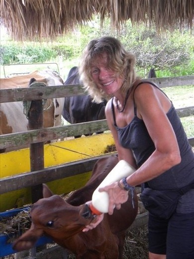 feeding a baby calf at our host families' finca in Tulua.