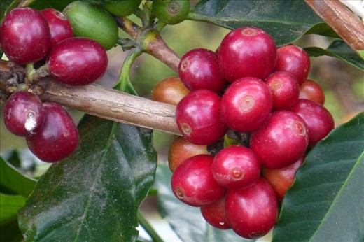 Cafe beans at it's finest. Pretty too!