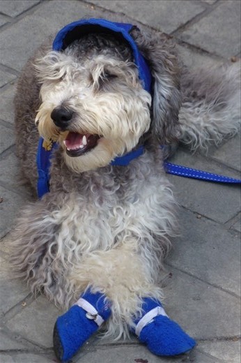 Colombian dog in Cali