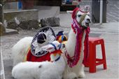 dressed up Lama and her baby: by margitpirsch, Views[1172]