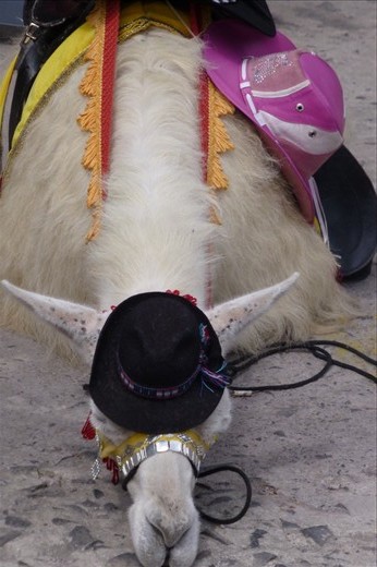 pooped and done....can't blame it!