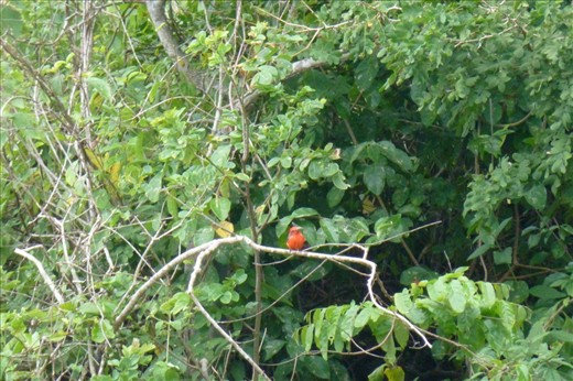 Tropical bird at Playa Escondido.