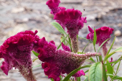 Tropical flowers at Playa Escondido