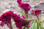 Tropical flowers at Playa Escondido: by margitpirsch, Views[691]