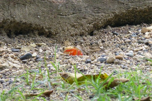 A beautiful, rare visitor at Playa Escondido.