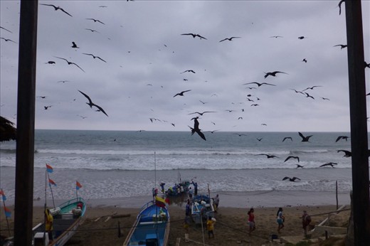 Hungry firgatebirds in a little fishing village down the coast to Puerto Lopez.