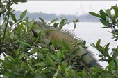 Malecon Iguana.: by margitpirsch, Views[188]
