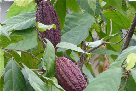 Leaving Guayaquil - finally found some chocolate plants on the side of the road.