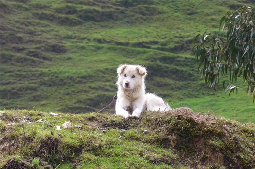 Poochy watching us aliens...