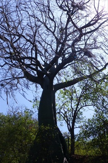 Ceibo trees...most amazing...