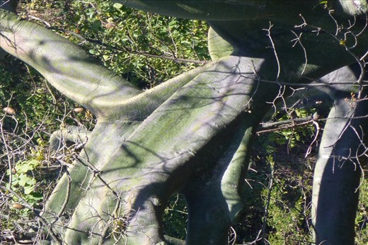  
Large Ceibo tree with green photosynthetic bark (Ceiba trichisandra, Bombacaceae). A large emergent species of tropical dry forest on the Pacific coast of Ecuador.
