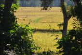 golden rice fields along the way.: by margitpirsch, Views[1026]